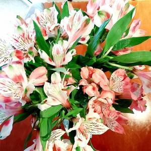 Meet your Posher, Nijlah